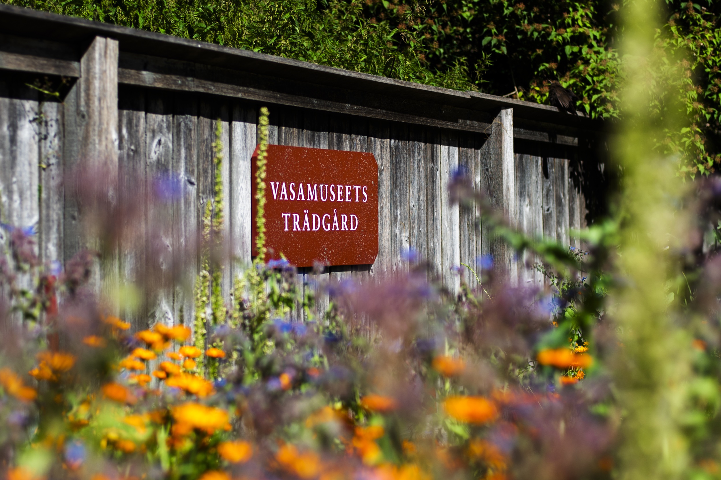 Trädgårdsvisning 379 i Vasamuseets trädgård