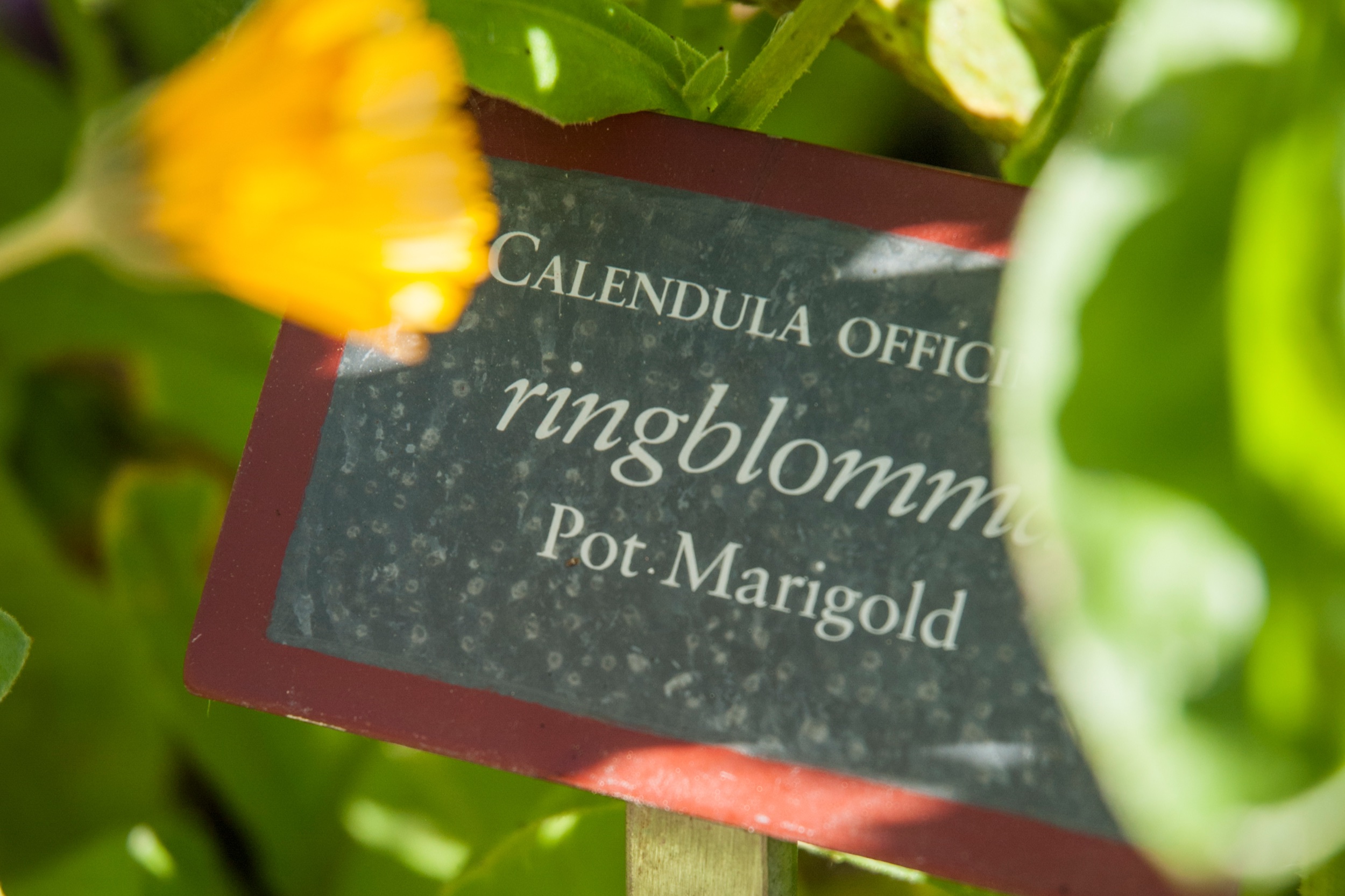 Ringblomma i Vasamuseets trädgård